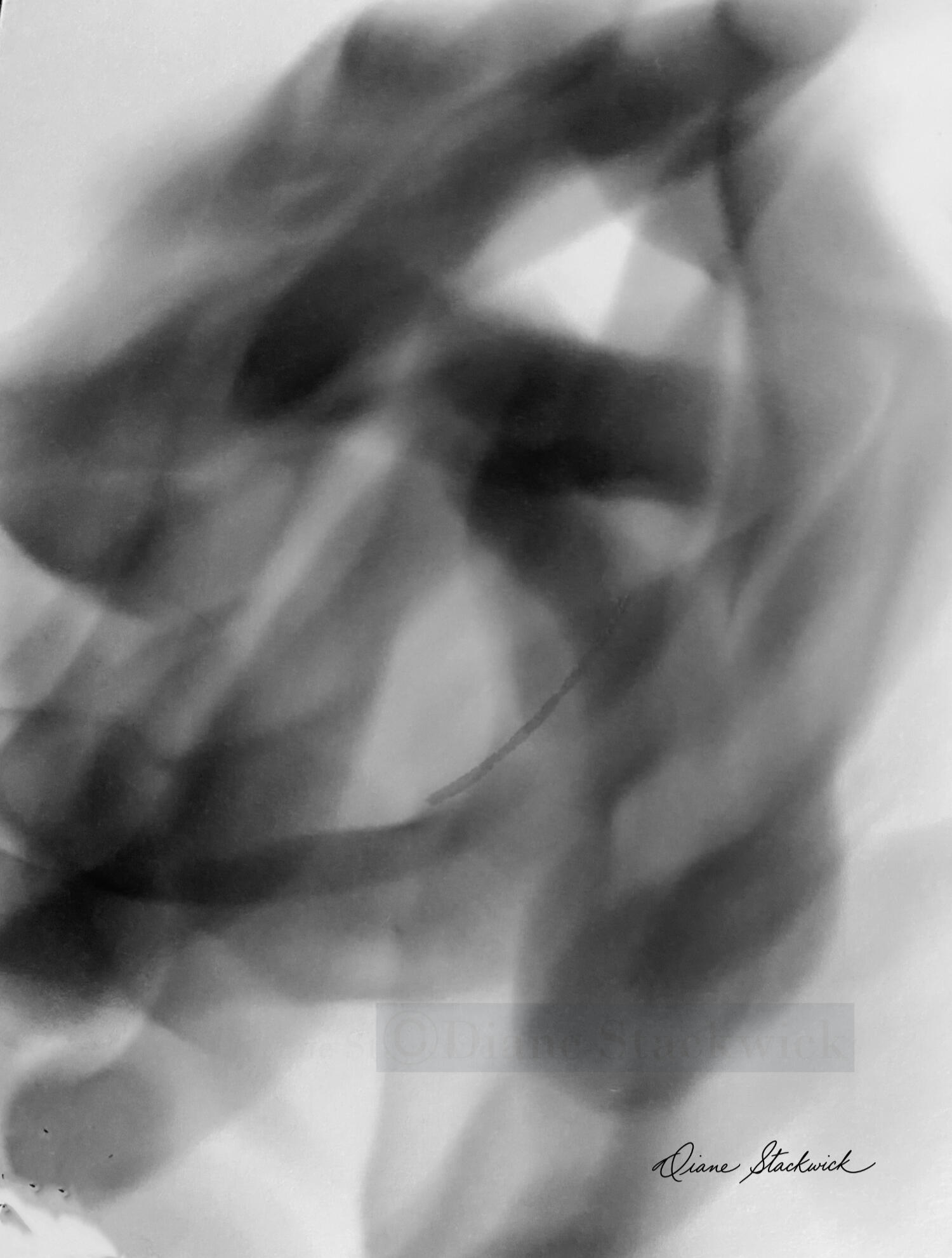 Black-and-white Spirit Image titled Alex by Diane Stackwick, featuring layered translucent forms and soft tonal patterns.