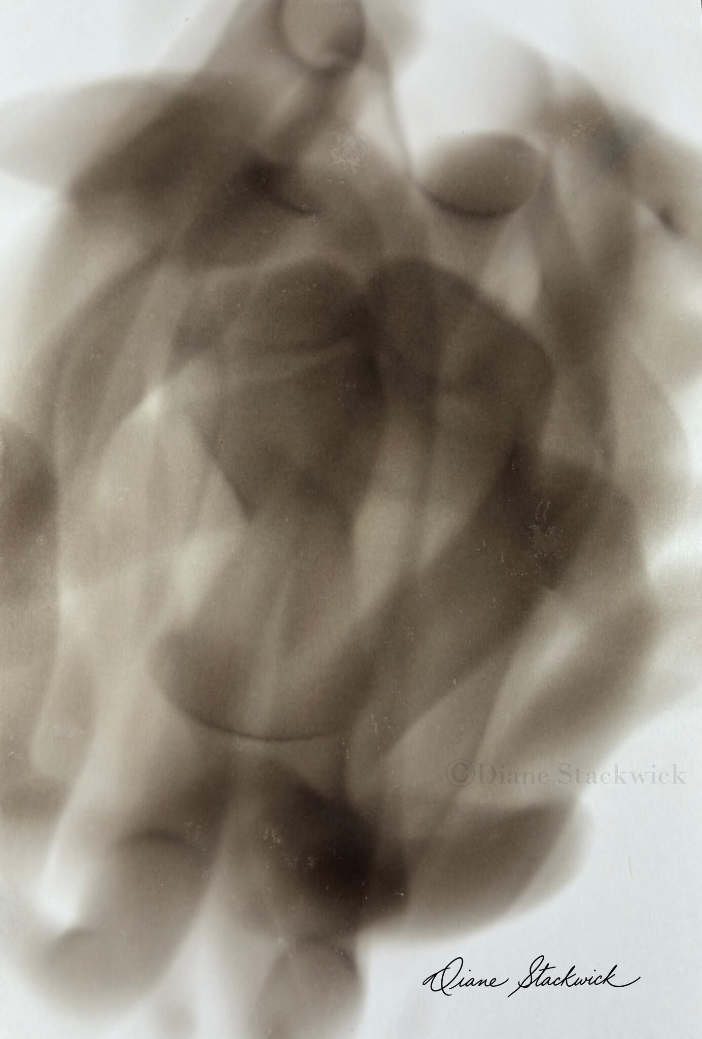 Sepia Spirit Image titled Puppy Love by Diane Stackwick, featuring layered translucent forms and soft tonal patterns.